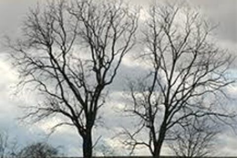 THE TREES ARE OUR FRIENDS 