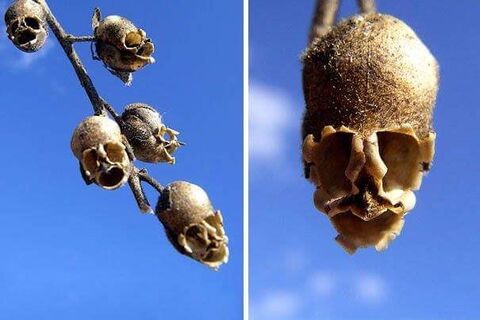 This seed