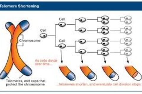 SHORT ON TELOMERES