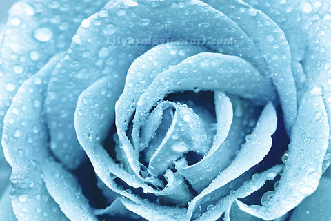 Winter's Rose