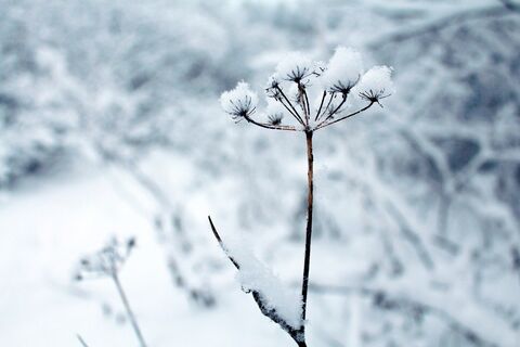 Winter Flowers