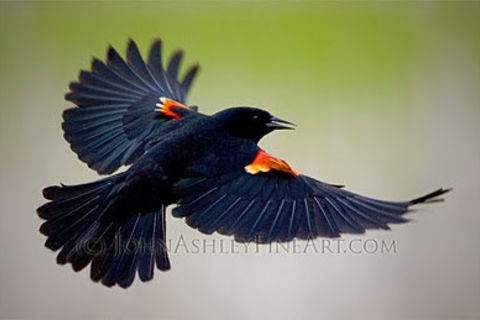 Wings of a Blackbird