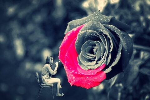 A Simple Rose