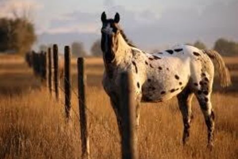 Appaloosa 
