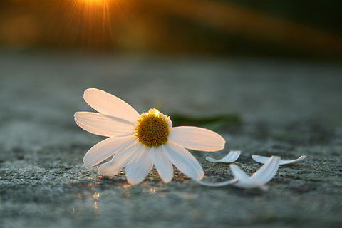 He loves me, He loves me not 