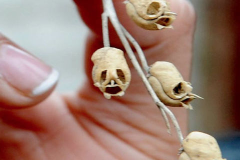 Newly Discovered Shrunken Heads