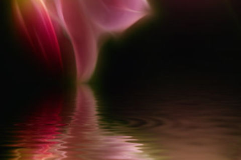 Hypoxia Lilies