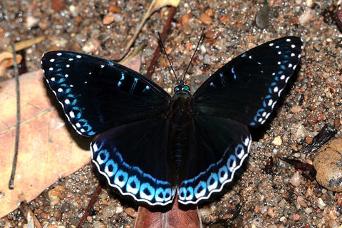 One Polarized Popinjay