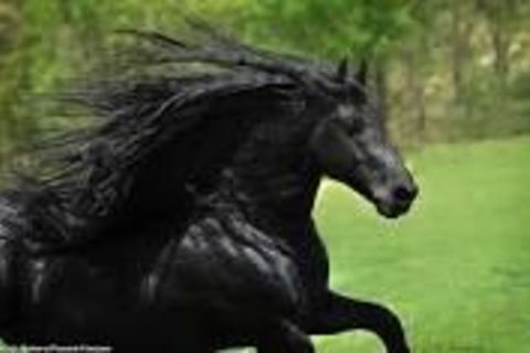 Frederick The Horse