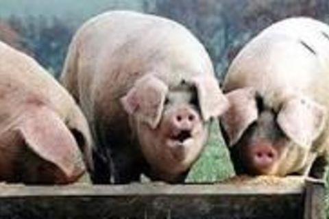 Pig Slop