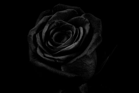 Black Rose