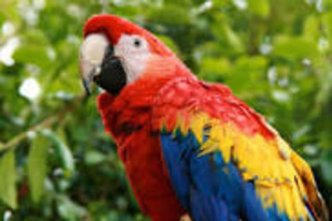The Parrot 