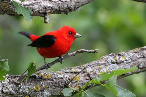 Songbird ..by Jude kyrie