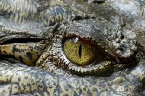 The Dog And The Crocodile