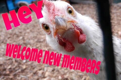 for whom the cock crows