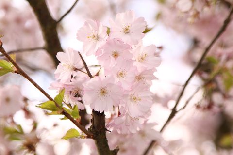Blooming Memories