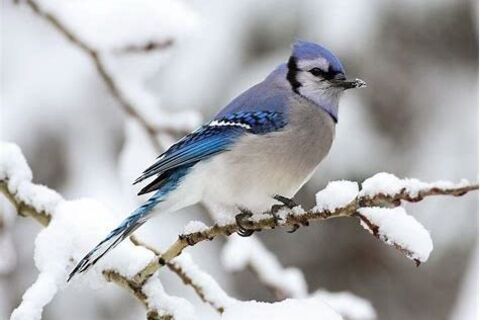 Winter Bird