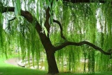 Willow Tree