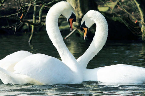 Swan Lake
