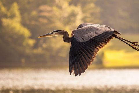 The Golden Crane