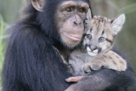 Dumb Animals???