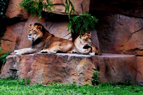 Lions