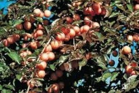 Plum
