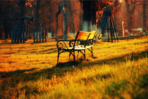 The Park Bench