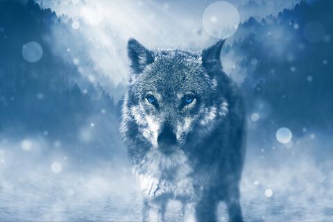 Ice Cold Killer_The Wolf.