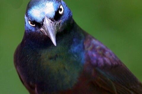 HUMAN GRACKLE