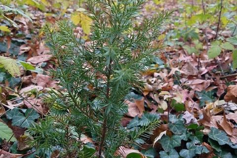 The Sapling