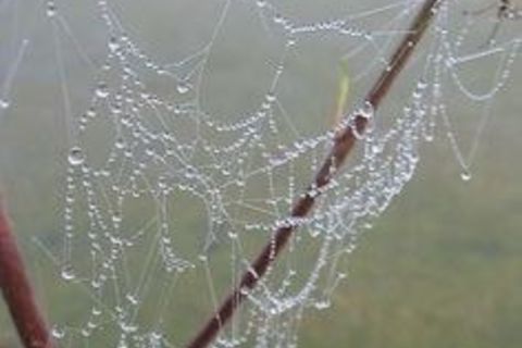  Haiku Spider at daybreak