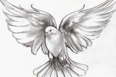 sweet white winged dove