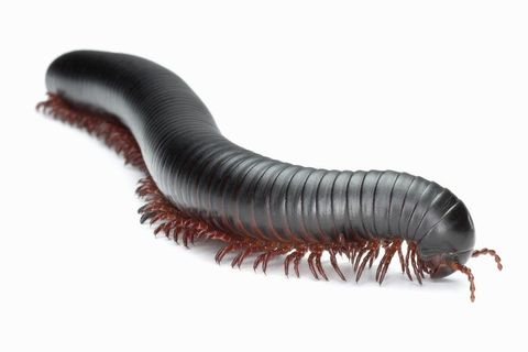 Mom Hated Millipedes