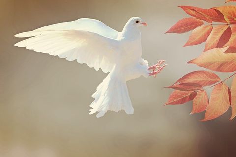 the wings of the dove