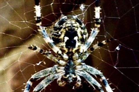 ‘Sticky Lined Web’‘