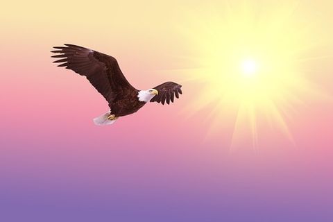 A Mighty Eagle