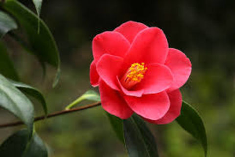 Camellia