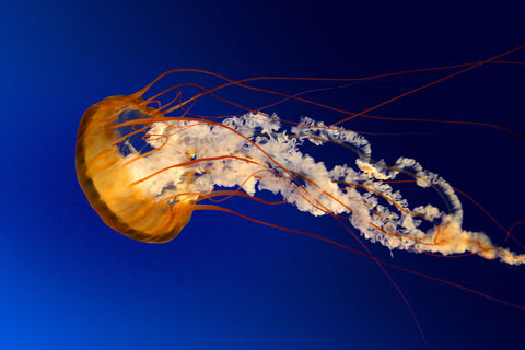 jelly fish