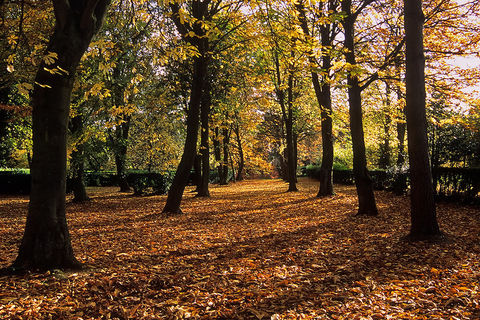 Falling of the Leaves