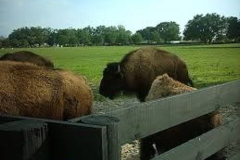 The Great Buffalo Hunters