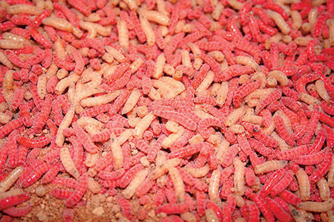 Maggots 