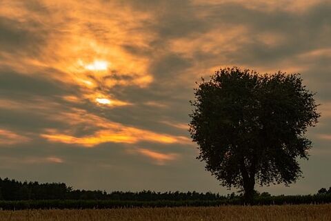 In this tree, we hold love