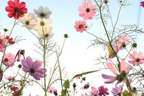 Summer&#039;s Here