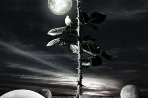 Moonbeam...