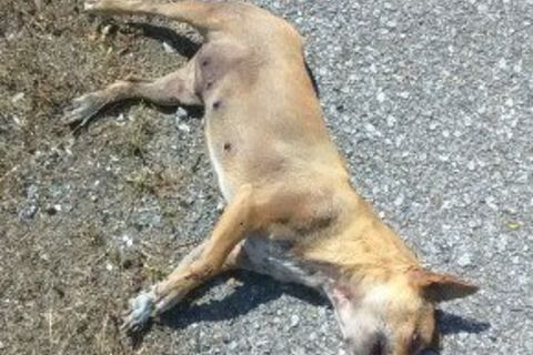 Dead Dog