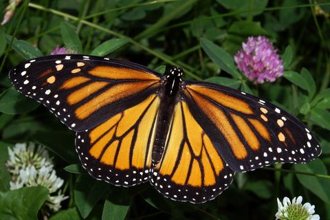 BUTTERFLY WITH ONE WING