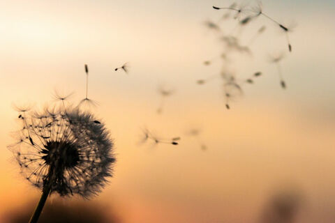 Coz I was just a dandelion