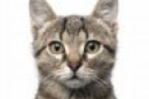 Tabby Cat