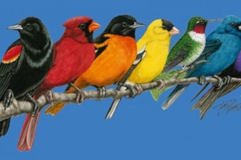 Songbirds